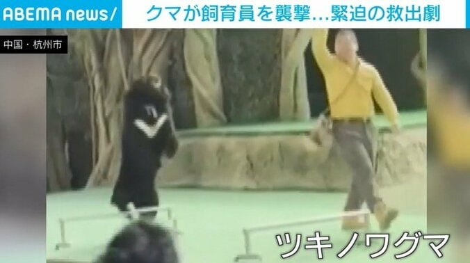 ショーを行うクマ