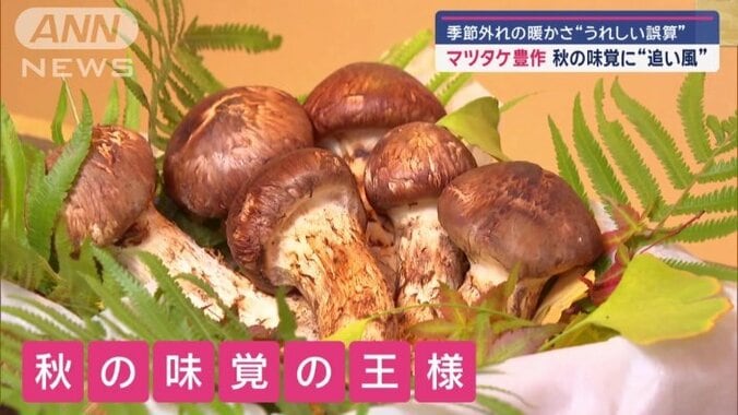 秋の味覚の王様・マツタケ