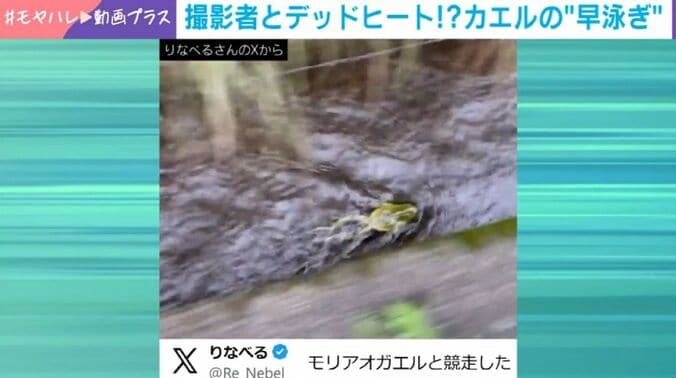 モリアオガエル