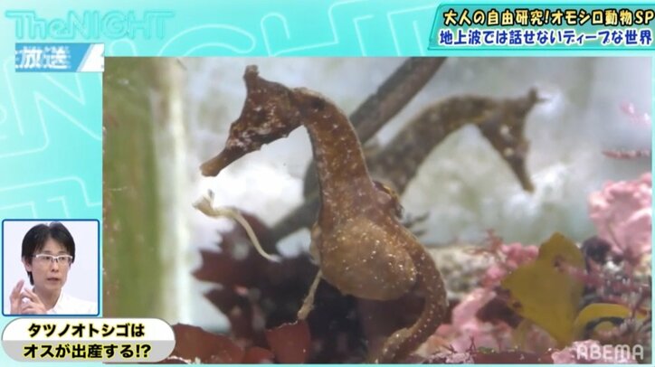 オスが出産する？タツノオトシゴの不思議な生態