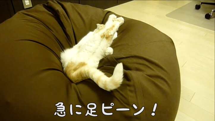スコティッシュ猫のポッケが全力で癒してくる 「足ピーン!」も