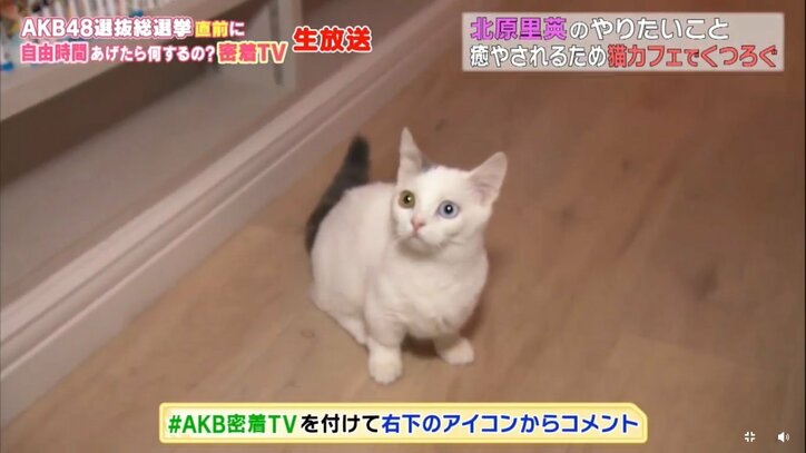 NGT48北原里英、総選挙速報の50位に「まだまだ諦めてないです！」