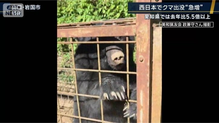 おりの中のクマ