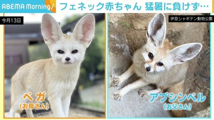 8月生まれのフェネックの四つ子 猛暑を考慮し人工哺育 体重は約4倍に