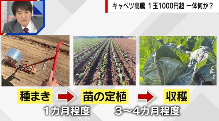 【写真・画像】１玉1000円超で農家も大打撃…キャベツ高騰のメカニズム「異常気象で“産地リレー”破綻」　2枚目