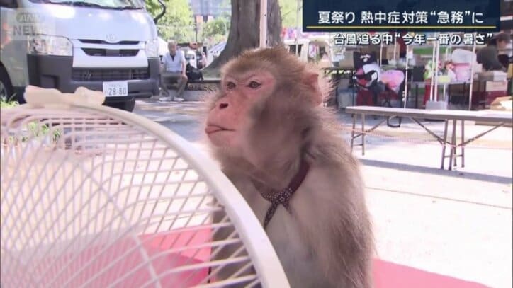 猿回し