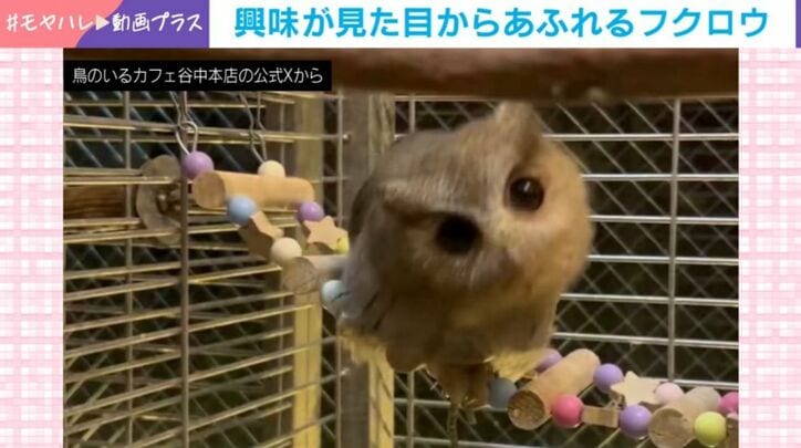 インドオオコノハズク
