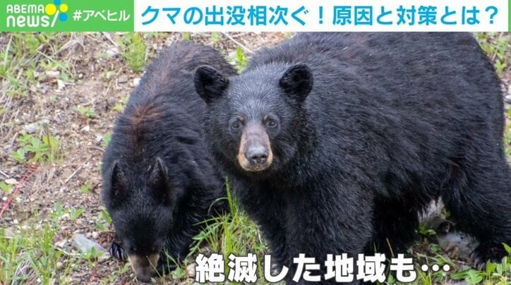 「親子で車を追いかけるクマも」人間の生活エリアで相次ぐ「遭遇被害」 なぜ“人の怖さ”を忘れたのか