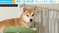 柴犬「ピーピー」 “頂上到達”も降りられず…ヘルプ 飼い主を見つめる表情が切ない