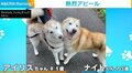 「私も撫でて!」父犬の横で熱烈アピールする“甘えん坊犬”の姿に飼い主メロメロ