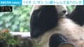 「イチ、ニ、サン、シ」パンダが高速で筋トレ!? 珍行動の“まさかの真相”に注目 中国