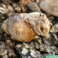 ココリコ遠藤嫁『号泣』