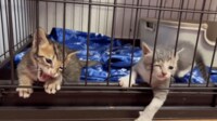 【映像】子猫がケージから脱出する瞬間
