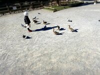 石田あゆみ『怒られました。』