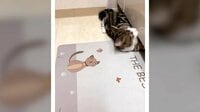 【映像】「逃げ方アニメやん」猫が横歩きで逃走する瞬間
