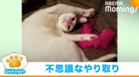 【映像】飼い主と猫の“カキカキリレー”