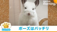 【映像】チンチラの“イケメン顔”（回し車で遊ぶ無邪気な様子も）