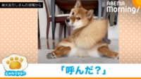 【映像】「呼んだ～？」ビクッ！からの柴犬の振り向き顔にキュン！