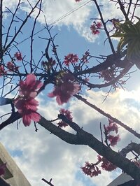 知念里奈『お久しぶりです。』