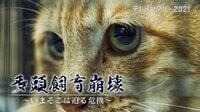 多頭飼育崩壊~いまそこに迫る危機~