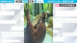 「歯医者の治療みたい…」小さなエビに口の中を“ツンツン”されるウツボがSNSで話題沸騰！「かなりえずき…」「ウツボに感情移入したの初めて」