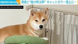 柴犬「ピーピー」 “頂上到達”も降りられず…ヘルプ 飼い主を見つめる表情が切ない