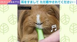「うわぁ〜良い音」モルモットのもぐもぐタイム→野菜を食べる音に「まじで癒やし」「幸せの音ですね」などの声