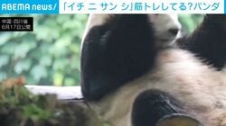 「イチ、ニ、サン、シ」パンダが高速で筋トレ!? 珍行動の“まさかの真相”に注目 中国