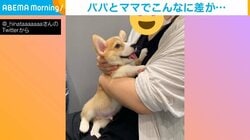 パパとママで“180度”態度を変えるコーギー 抱っこされたときの露骨な表情に「愛おしくてたまんない」