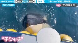 海で泳ぐ“珍しい白いシャチ”に初遭遇！船では“子どもシャチ”が遊んでる様子に「でかぁ（笑）これで子ども！？」「好奇心のかたまり！」と反響