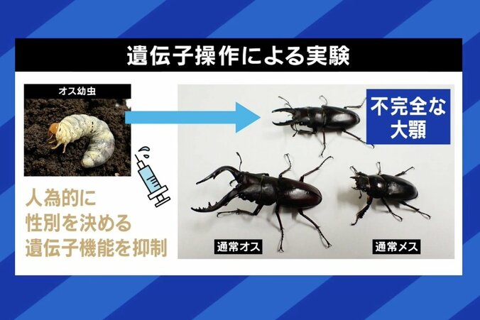 遺伝子操作による研究