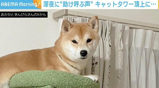 柴犬のおかかくん（2歳8カ月）