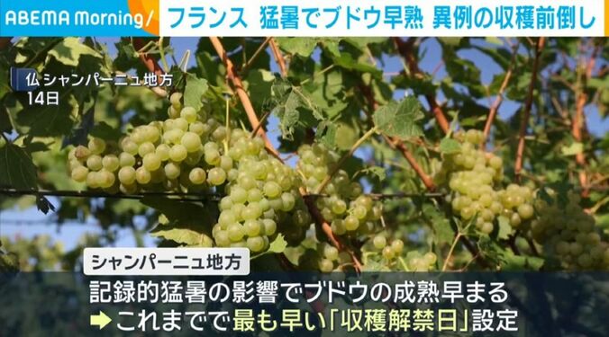 仏・シャンパーニュ地方
