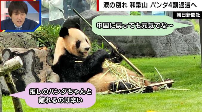 【写真・画像】「推しと離れるのは辛い」「本当に残念」和歌山のパンダ4頭返還で悲しみの声続々　1枚目