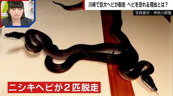 ニシキヘビが2匹脱走