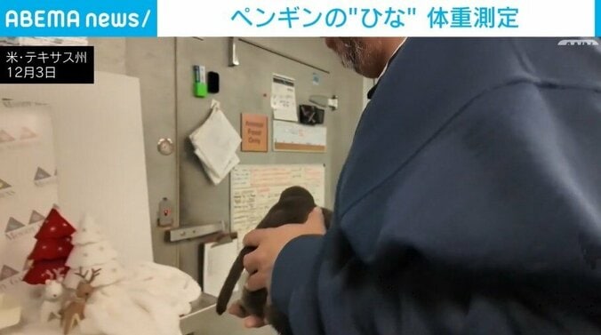 ペンギンのひな