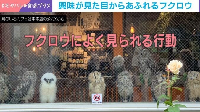 鳥のいるカフェ