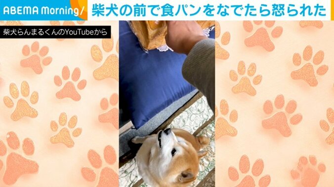 食パンに嫉妬するらんまるくん