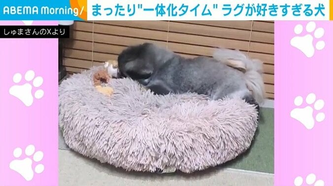 ペキニーズの朱鞠くん