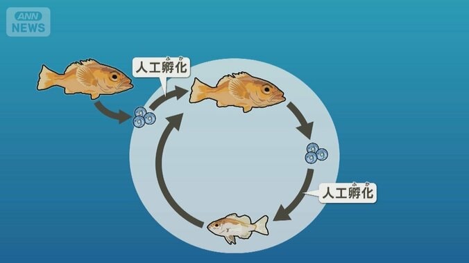 ノドグロ世界初の完全養殖に成功　近畿大学が発表　東京・銀座などで提供予定 1枚目