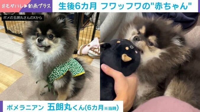 ポメラニアンの五朗丸くん