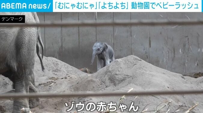 ゾウの赤ちゃん