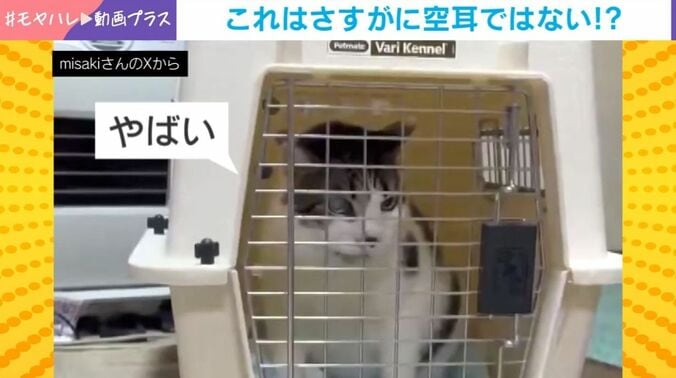 猫のレオくん