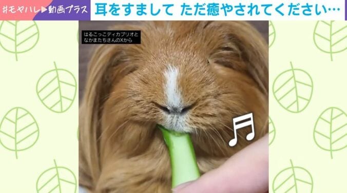 ディカプリオくん