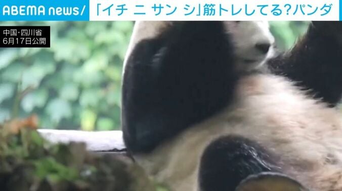 パンダ