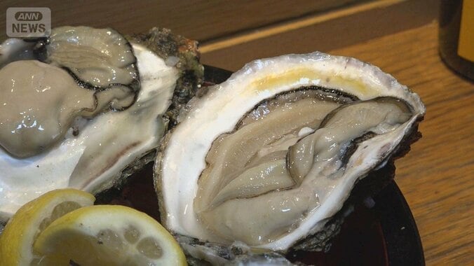 岩ガキ豊漁への期待高まる「身入り最高」　各地で生育順調　大きく濃厚クリーミー 1枚目