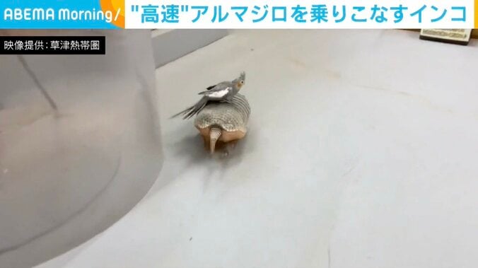 アルマジロの「むっちゃん」とオカメインコの「チエちゃん」