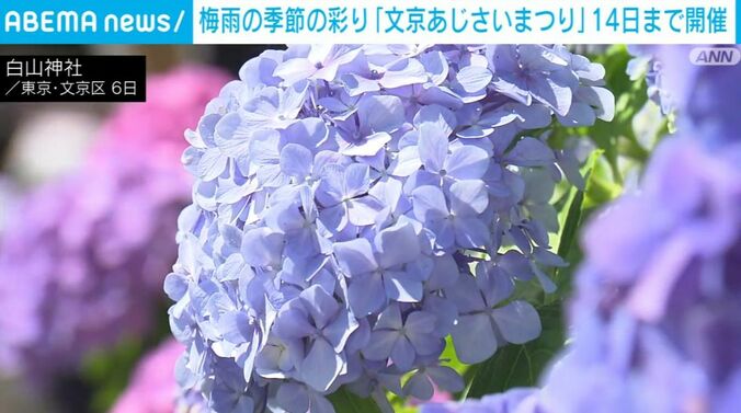 あじさい