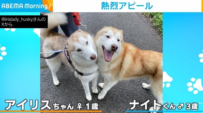 アイリスちゃん（1歳）、ナイトくん（3歳）