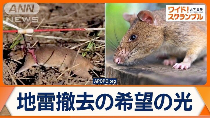 カンボジアの地雷探知ネズミ　109個の地雷など発見しギネス世界記録認定